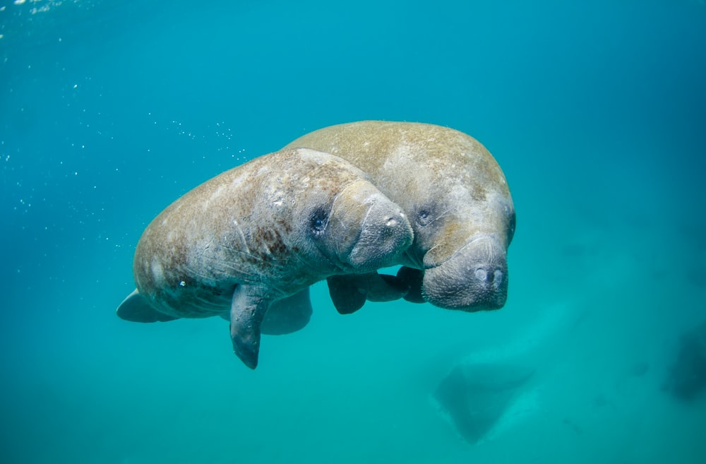 two gray seal underwater